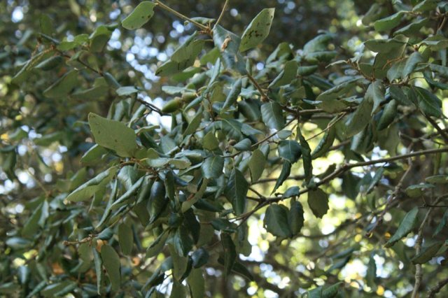 Detalle de las hojas de la encina arbol tipico de sierra magina
