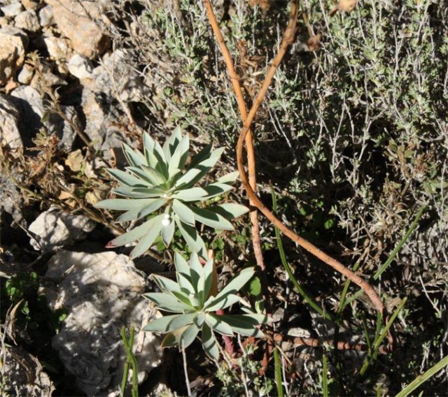La Lechetrezna (Euphorbia characias) en el Parque Natural de Sierra Mágina