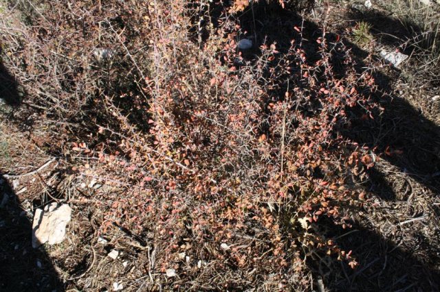El agracejo (Berberis vulgaris), un arbusto espinoso que tambien se encuentra en Sierra Mágina