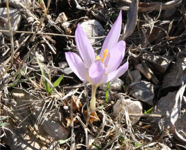 Bulbos como el Crocus o el Colchicum pueden encontrarse en las zonas altas de Sierra Mágina.