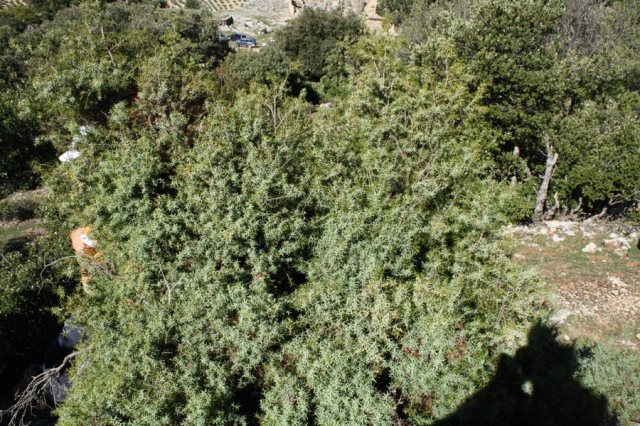 Enebro Juniperus oxycedrus en Sierra Magina jaen